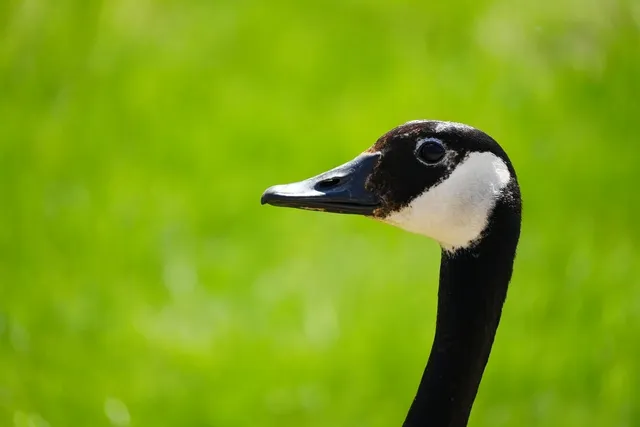 Gabriele Rizzo
